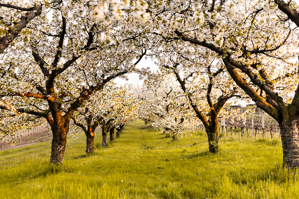 Abbildung der Aktivität Die Joiser Kirschen