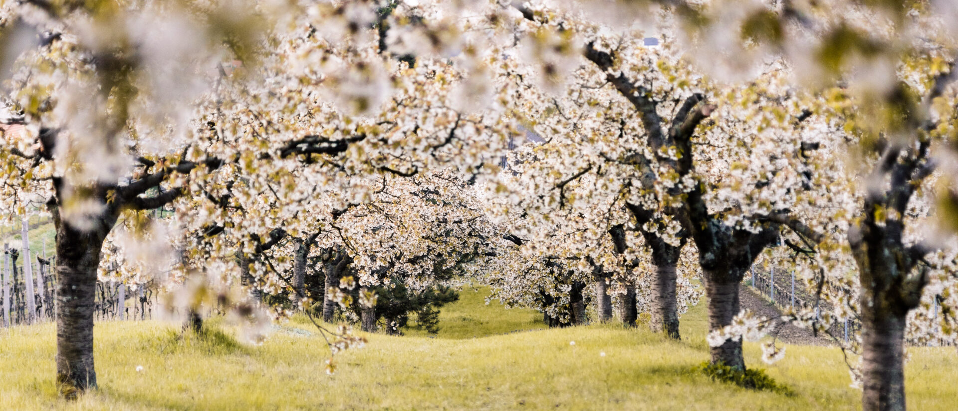 Abbildung der Beitrag Bürgermeisterbrief 03/2024